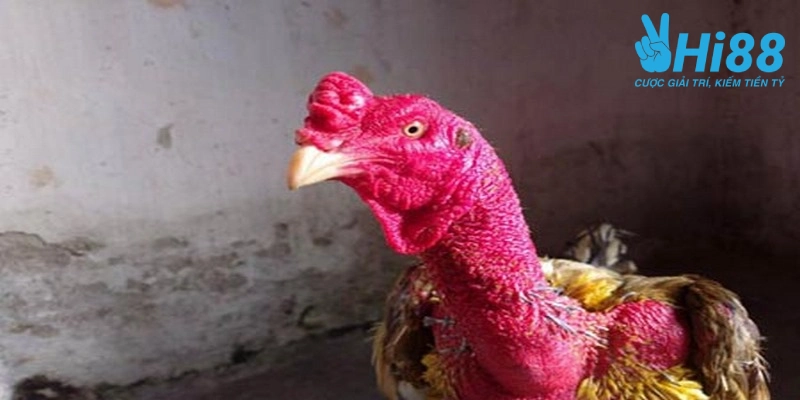 tim hieu ve cach do ga da