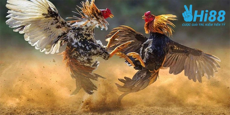 bat mi cach nuoi ga da hieu qua