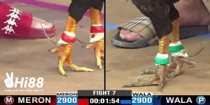 da ga campuchia cua dat cuoc