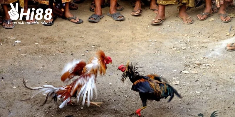 kinh nghiem ca cuoc da ga philippines chot thuong lon