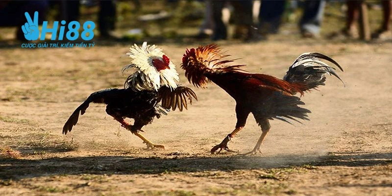 thong tin ve cach nuoi ga da